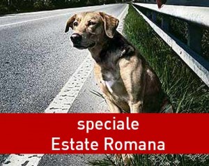 Cosa fare se si trova un cane abbandonato